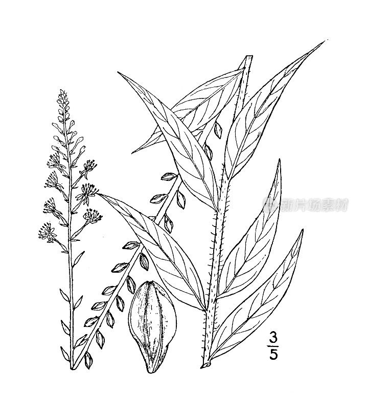 古植物学植物插图:Gaura parviflora，小花的Gaura